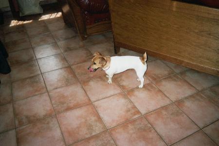 voici ma petite jack-russel! une vraie pile électrique!! et tres bonne chienne de terrier